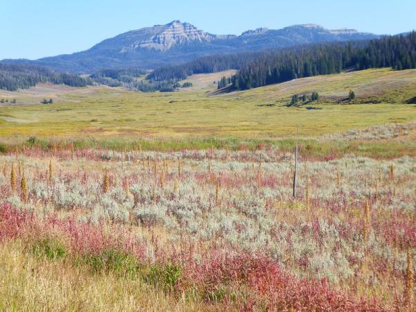 Yellowstone Prairie