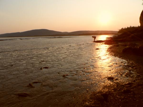 Sunset over the mud flats on the Bay of Fundy, near Hopewell Rocks.